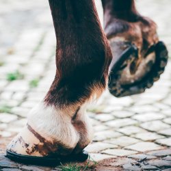 Ollov Softstep forsko